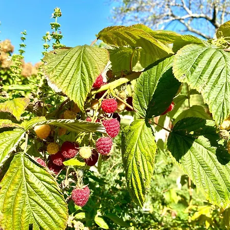 Aux Agapanthes, Maison De De Charme Avec Piscine Charente Maritime Apartman