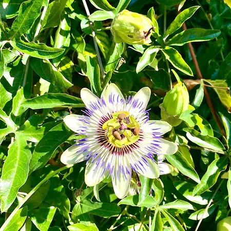 Aux Agapanthes, Maison De De Charme Avec Piscine Charente Maritime Aumagne