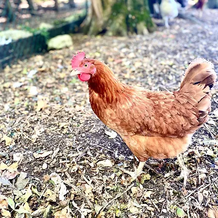 Aux Agapanthes, Maison De De Charme Avec Piscine Charente Maritime Apartman Aumagne