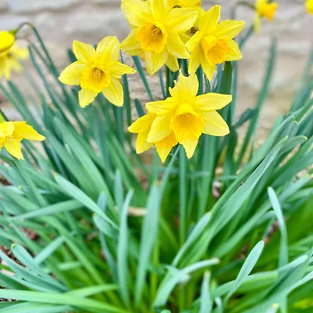 Aux Agapanthes, Maison De De Charme Avec Piscine Charente Maritime *