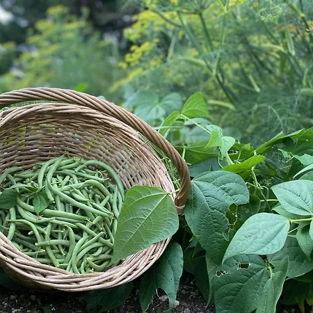 Apartman Aux Agapanthes, Maison De De Charme Avec Piscine Charente Maritime