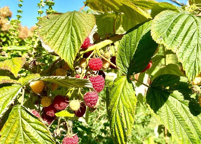 Aux Agapanthes, Maison De De Charme Avec Piscine Charente Maritime Lejlighed