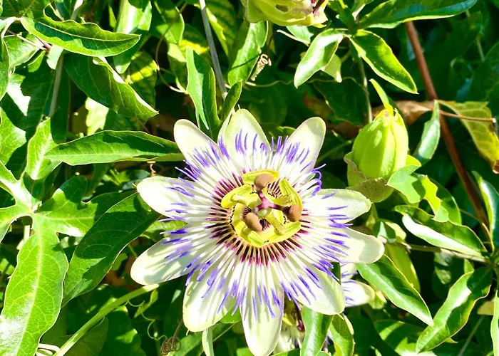 Aux Agapanthes, Maison De De Charme Avec Piscine Charente Maritime Aumagne