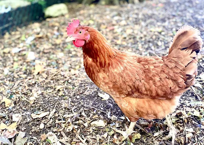 Aux Agapanthes, Maison De De Charme Avec Piscine Charente Maritime Lejlighed Aumagne