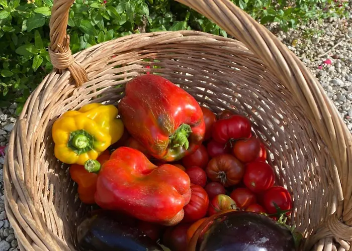 Aux Agapanthes, Maison De De Charme Avec Piscine Charente Maritime Lejlighed