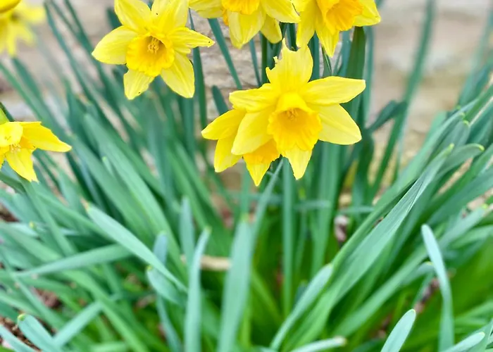 Aux Agapanthes, Maison De De Charme Avec Piscine Charente Maritime *