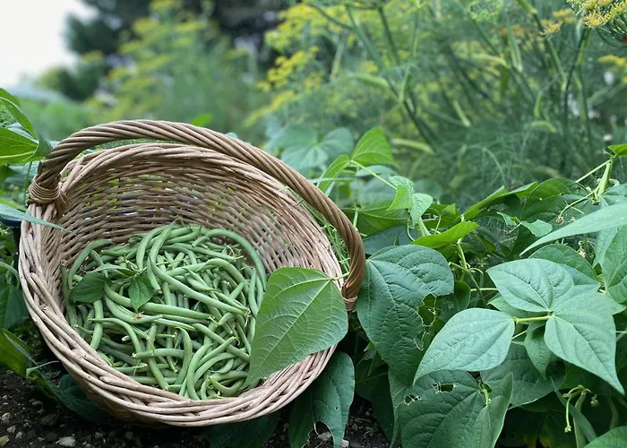 Lejlighed Aux Agapanthes, Maison De De Charme Avec Piscine Charente Maritime